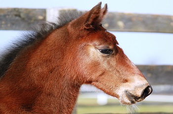 Foal